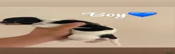 Jack Russell dogs for sale: 🐶 4 Adorable Jack Russel Puppies🐶 - Advert 7