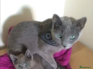 Russian Blue cats Full pedigree kittens - Advert 2