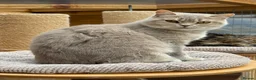 British Shorthair cats for sale: British shorthair  - Advert 6