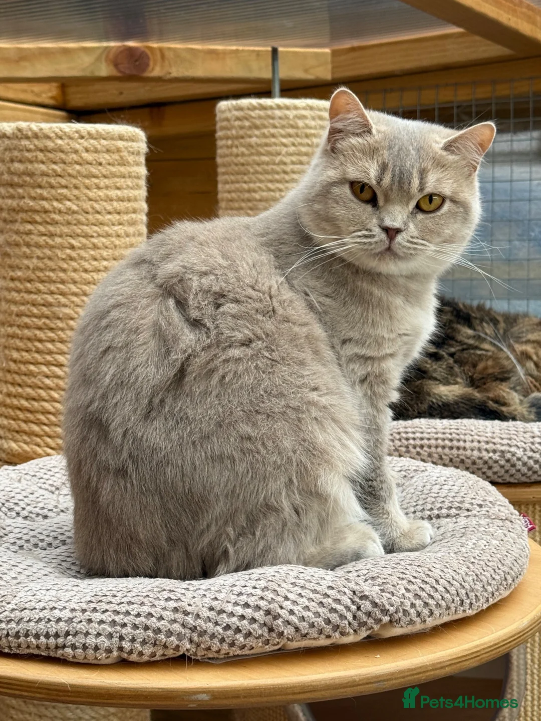 British Shorthair cats for sale: British shorthair  - Advert 6