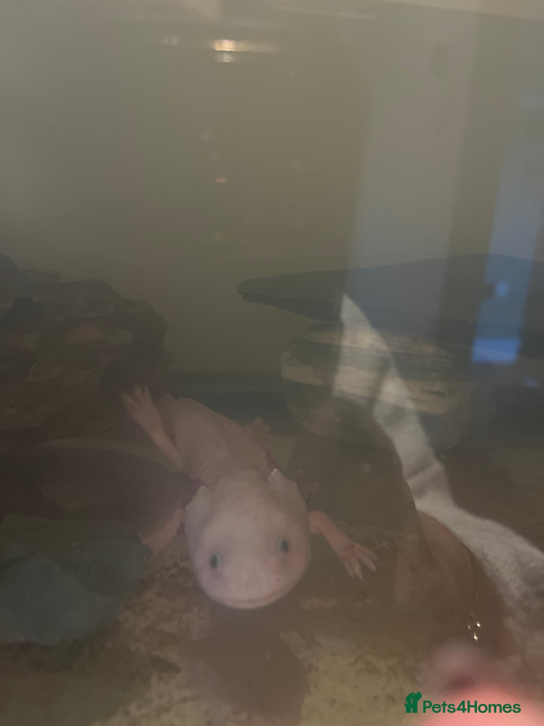 Other/Mixed Breed fish for sale: Axolotl - Advert 2