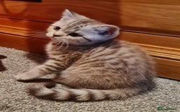 British Shorthair cats for sale: Stunning  GCCF Bred British Shorthair kittens - Image 2