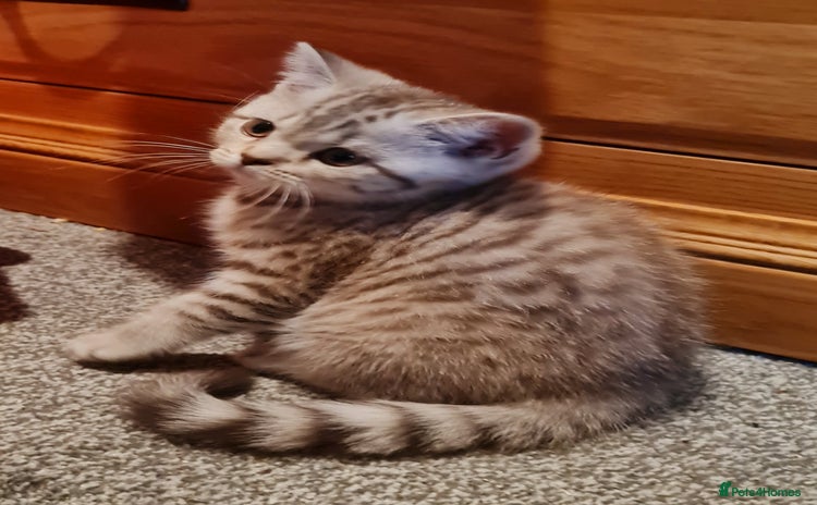 British Shorthair cats - Advert 3