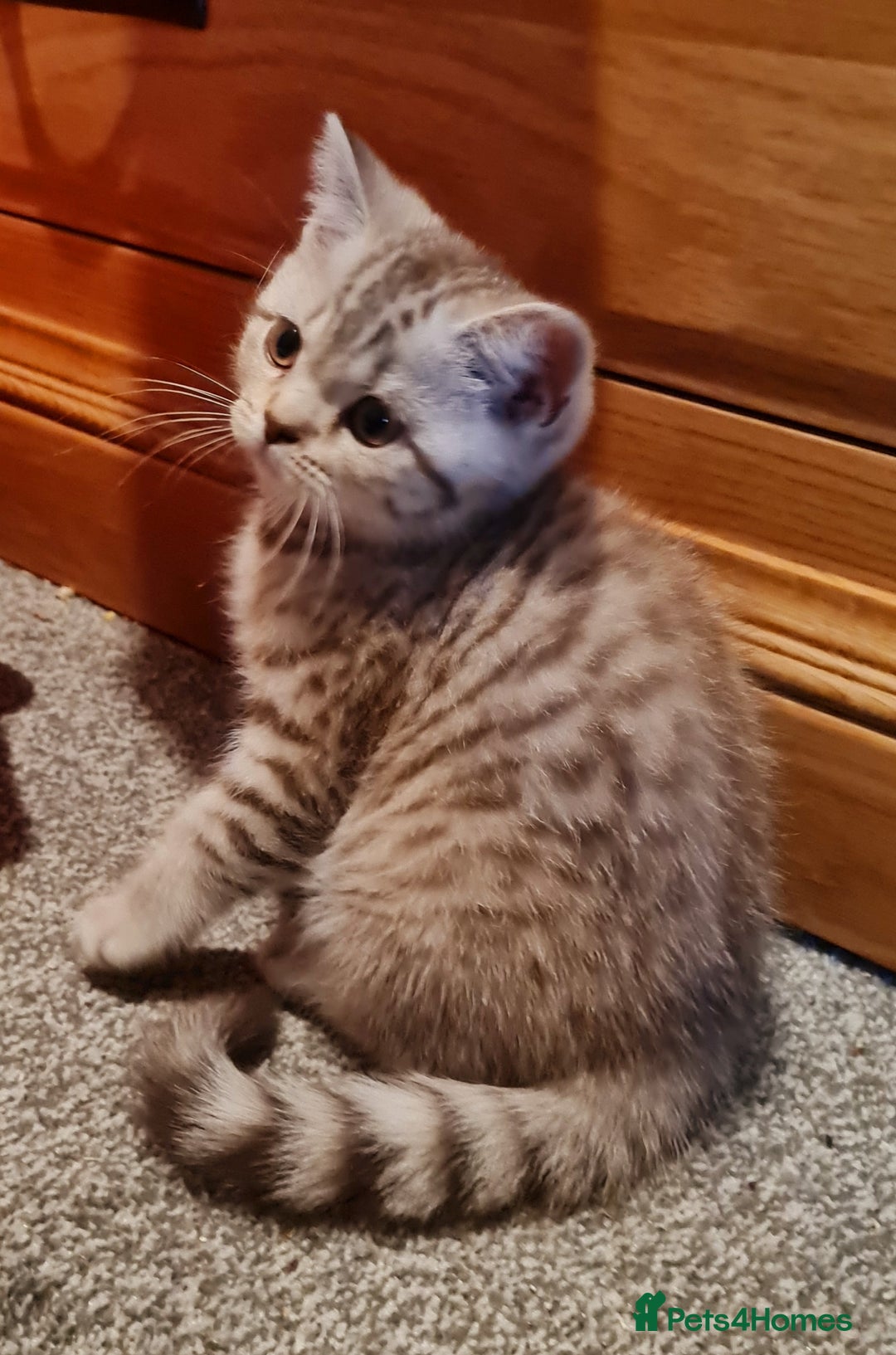 British Shorthair cats for sale: Stunning  GCCF Bred British Shorthair kittens - Image 2
