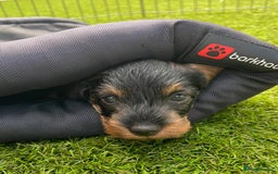Miniature Dachshund dogs for sale: Miniature Wirehaired Dachshund  - Image 7