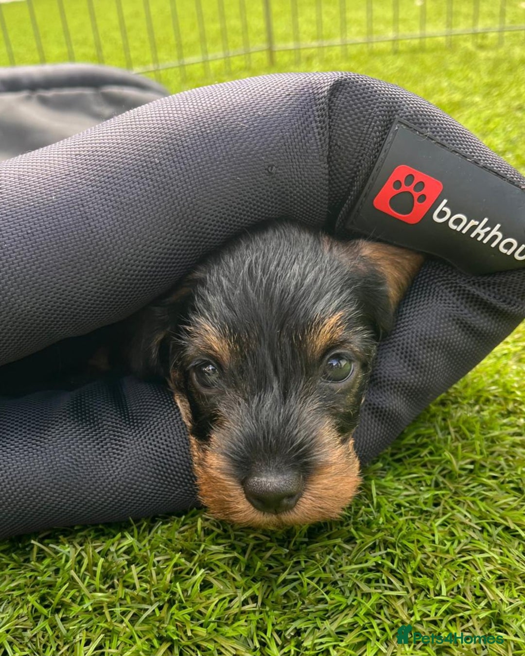 Miniature Dachshund dogs for sale: Miniature Wirehaired Dachshund  - Image 7