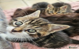 Mixed Breed cats for sale: Tabby Kittens 3 female 1 boy - Image 3