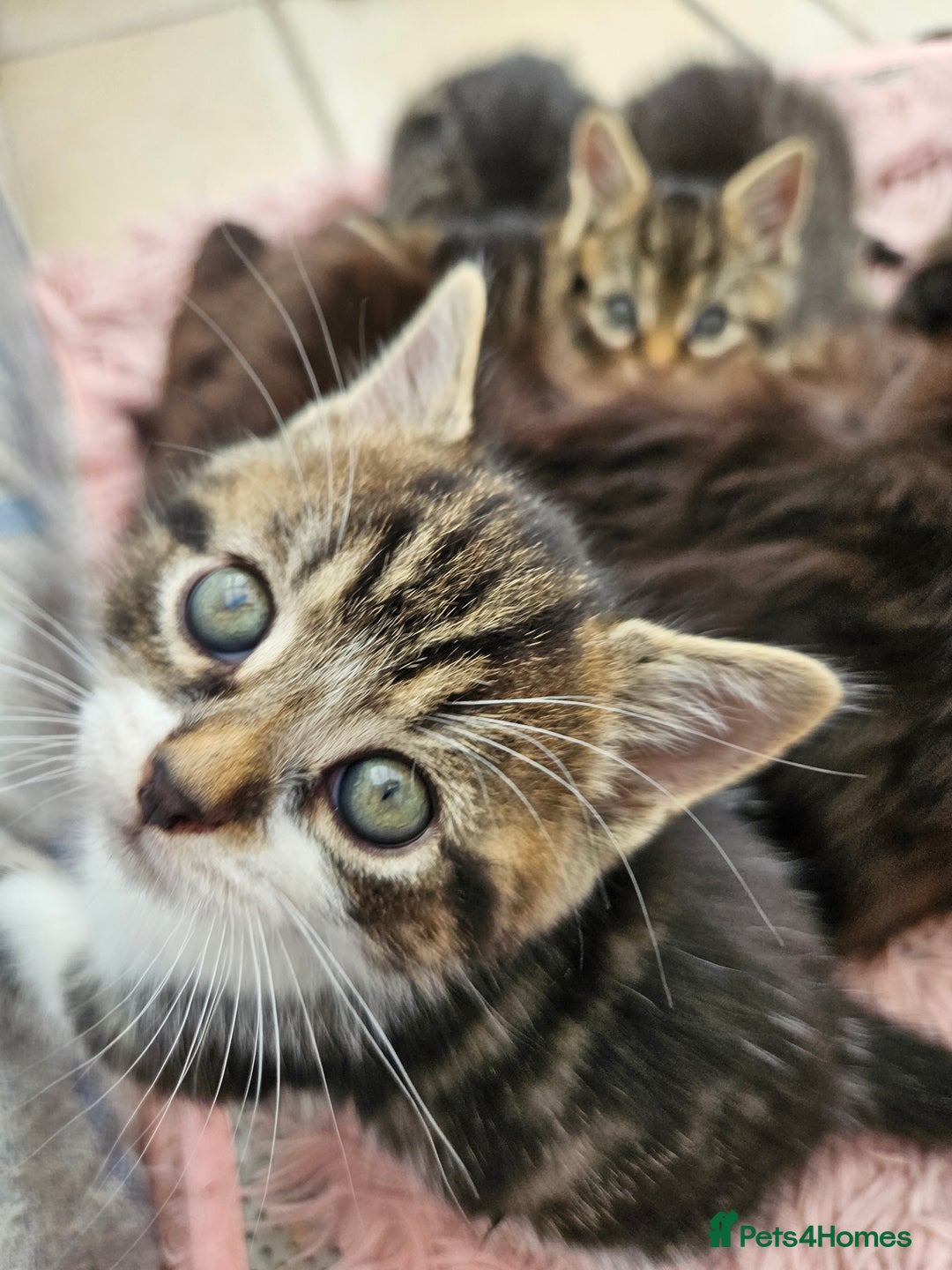 Mixed Breed cats for sale: Tabby Kittens 3 female 1 boy - Image 3