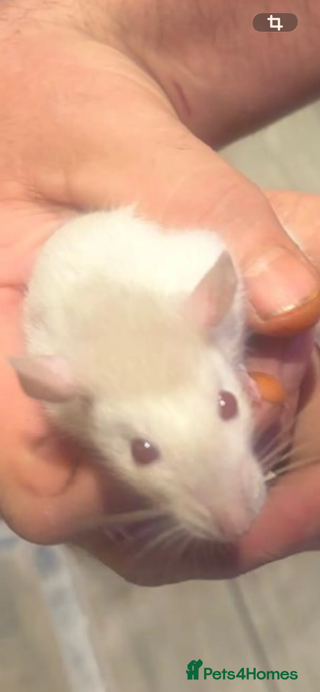 Rat rodents for sale: Male and female rats ready for their forever home - Advert 2