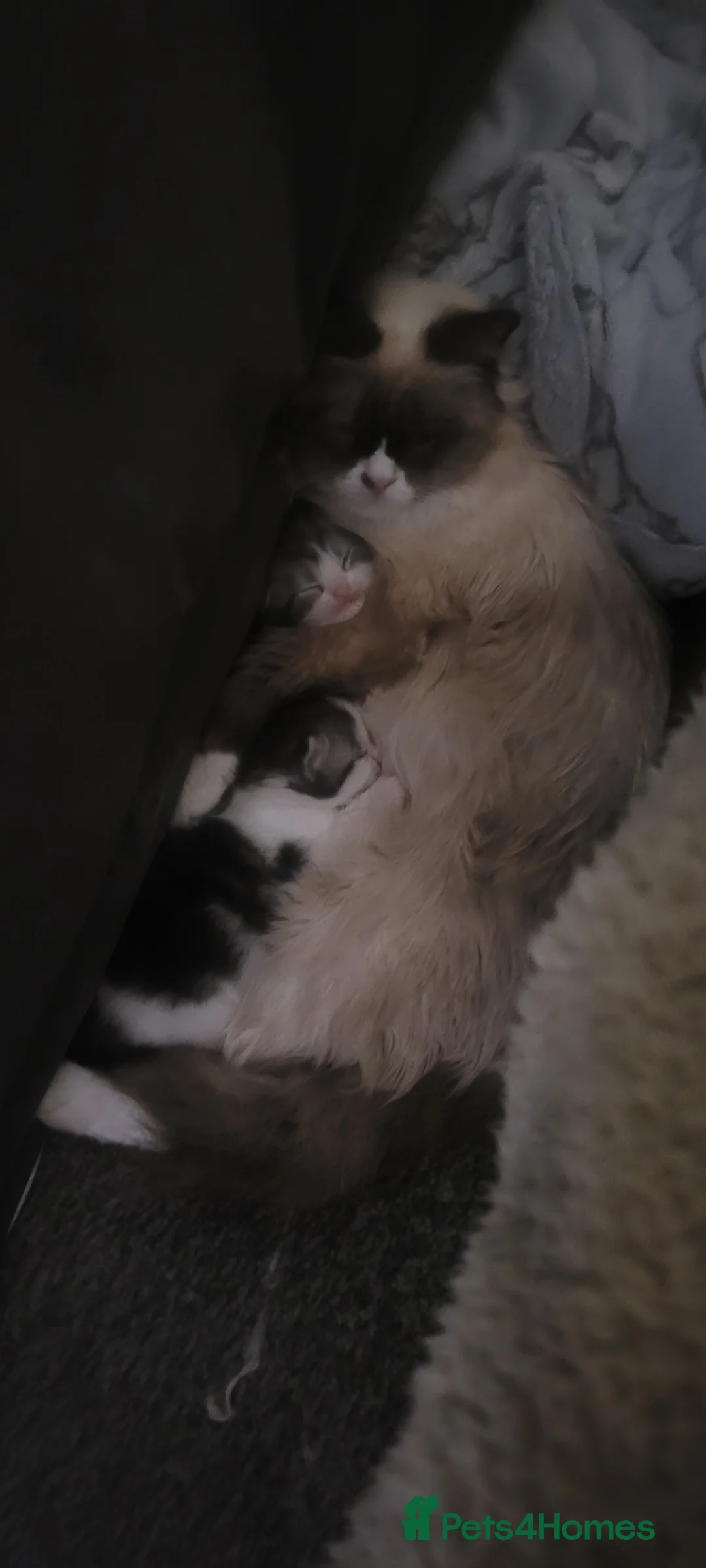 Mixed Breed cats for sale: Beautiful mixed breed kittens  in Luton - Advert 2