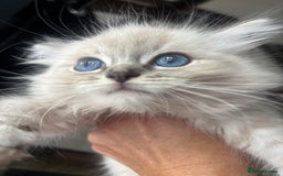 Ragdoll cats for sale: Champion bloodlines Ready for their loving homes - Image 30