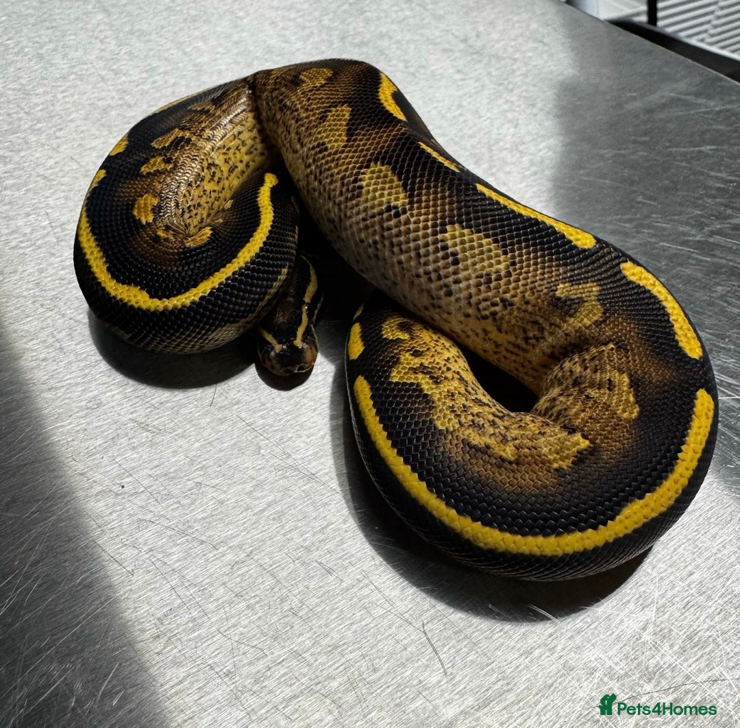 Python Snake reptiles for sale: Super Gravel Ball python (Male)  - Image 4