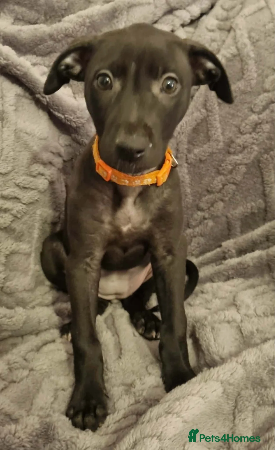 Mixed Breed dogs for sale: Bull/grey hounds  - Advert 13