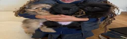 Pomeranian dogs for sale: Beautiful Pomeranian puppies ready soon - Advert 2