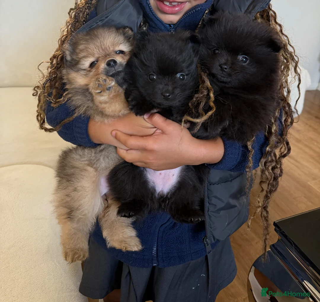 Pomeranian dogs for sale: Beautiful Pomeranian puppies ready soon - Advert 2