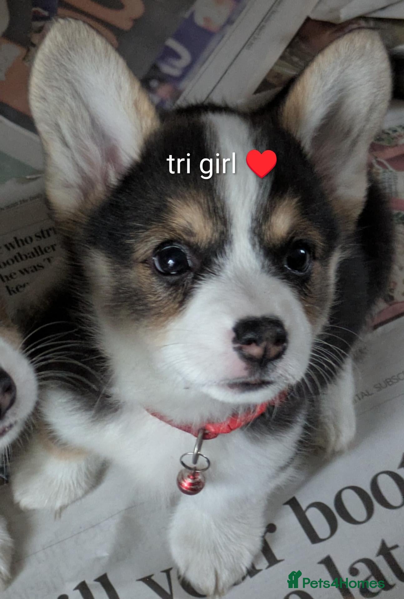 Welsh Corgi Pembroke dogs Quality, dna clear healthy fit pups - Advert 6