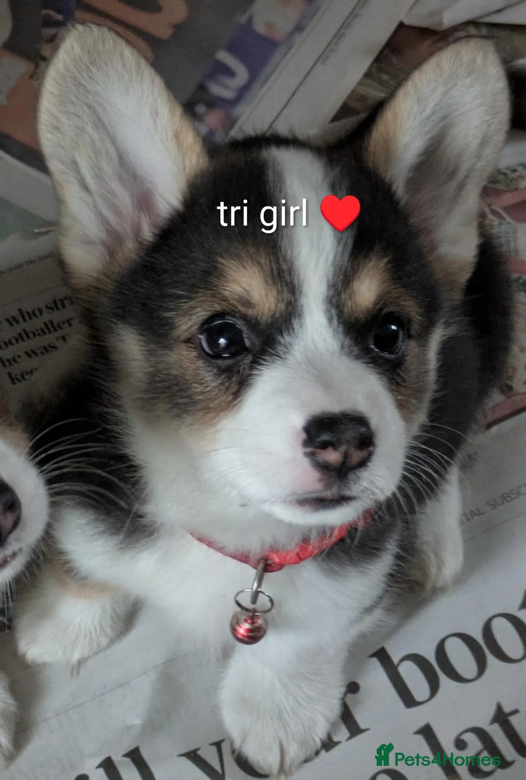 Welsh Corgi Pembroke dogs for sale: Quality, dna clear healthy fit pups - Advert 1