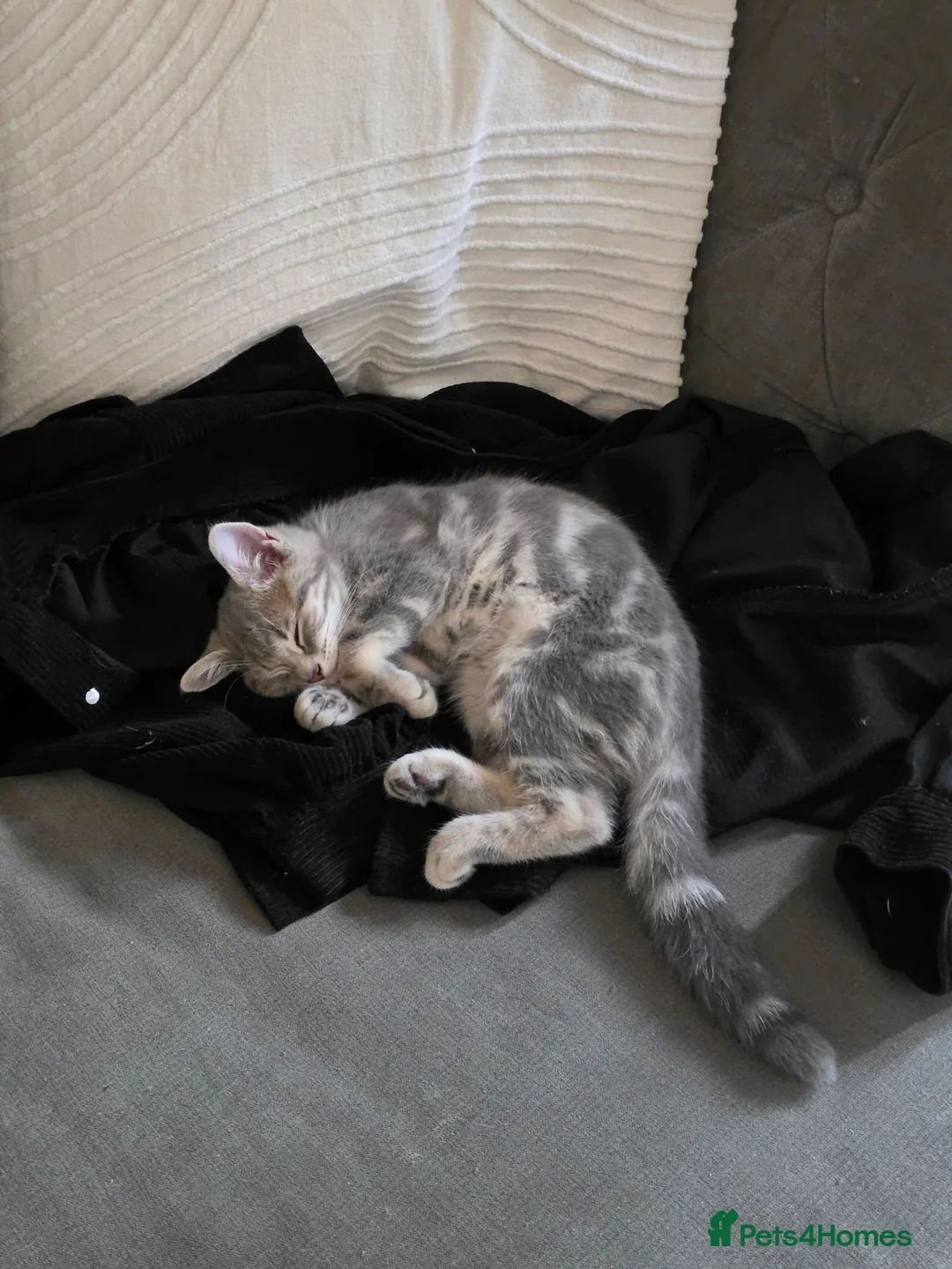 Mixed Breed cats for sale: Tabby kitten and mum - Advert 2