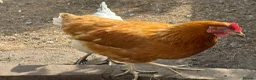 Chickens poultry for sale: 3 Hens – Sussex, Brown Ranger & Cuckoo Marans in New Malden - Advert 5