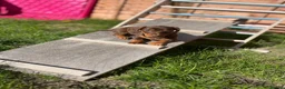 Miniature Dachshund dogs for sale: Mini dachshund girl 🎀 in Woodhall Spa - Advert 3