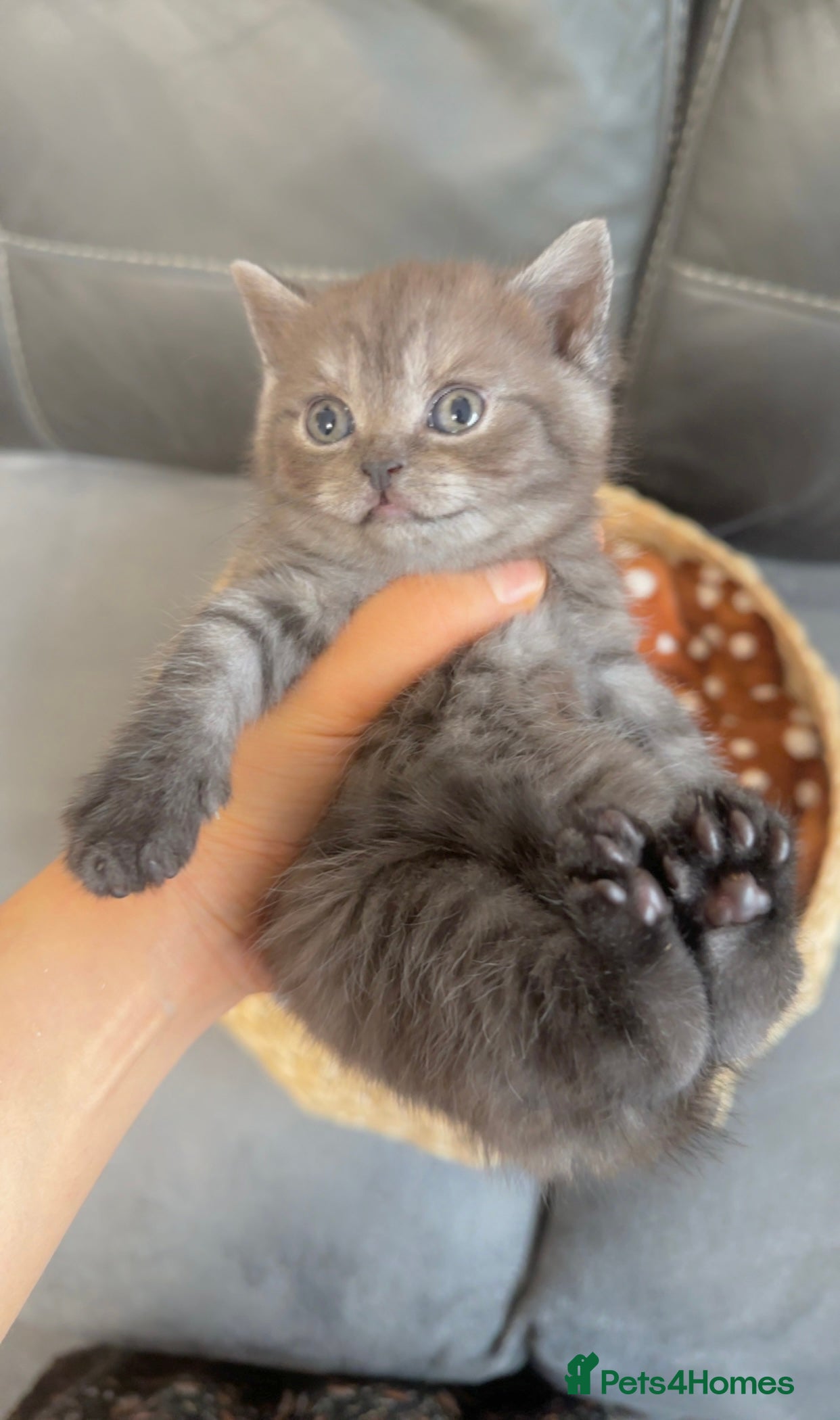 British Shorthair cats Beautiful grey female British shorthair - Advert 10