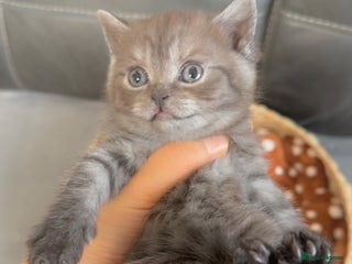 British Shorthair cats Beautiful grey female British shorthair - Advert 8