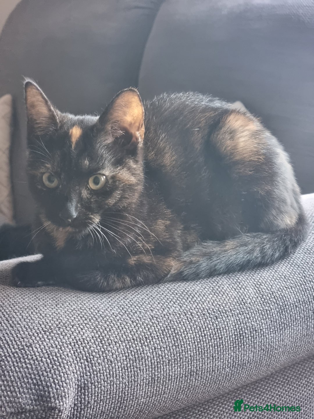 British Shorthair cats for sale: Beautiful mixed colour girl - Image 1
