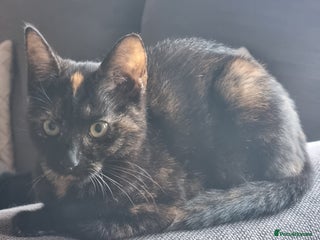 British Shorthair cats - Advert 24