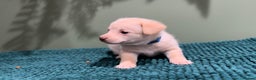 Mixed Breed dogs for sale: 🌟 Beautiful Cream Pomweenie Puppies Available 🌟 - Advert 6