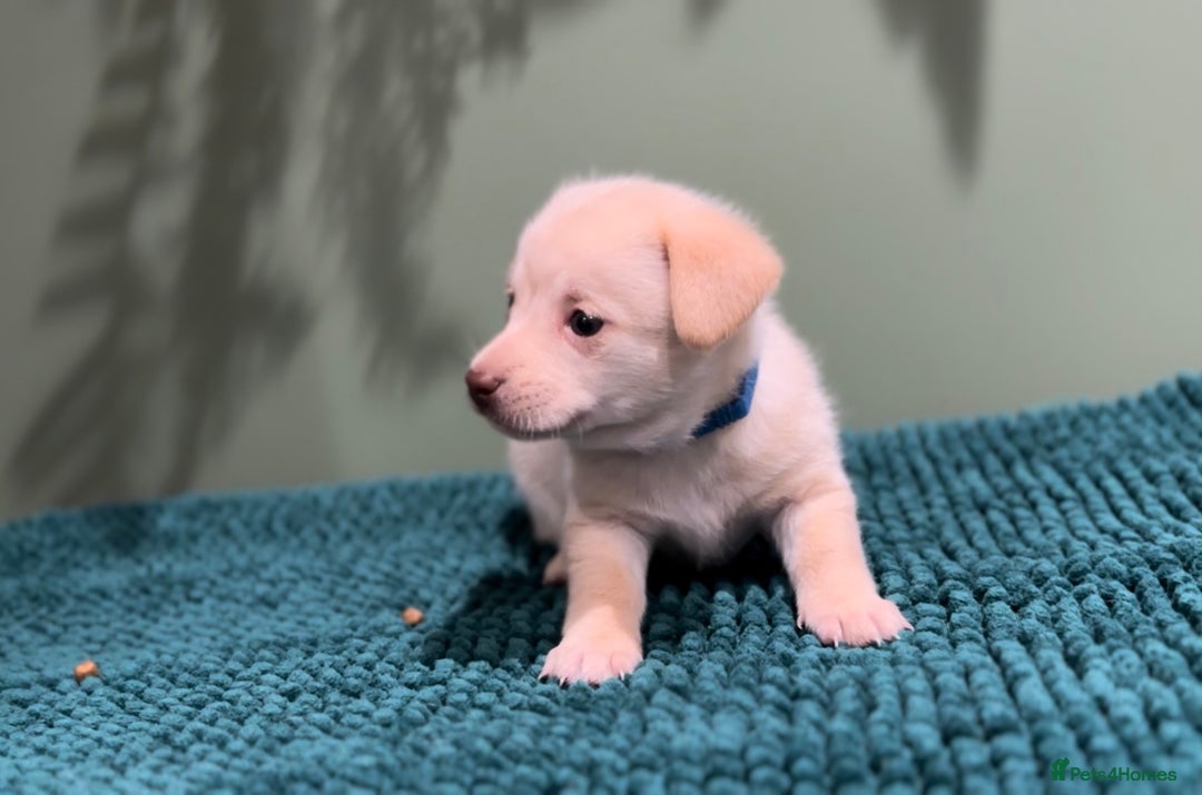 Mixed Breed dogs for sale: 🌟 Beautiful Cream Pomweenie Puppies Available 🌟 - Advert 6