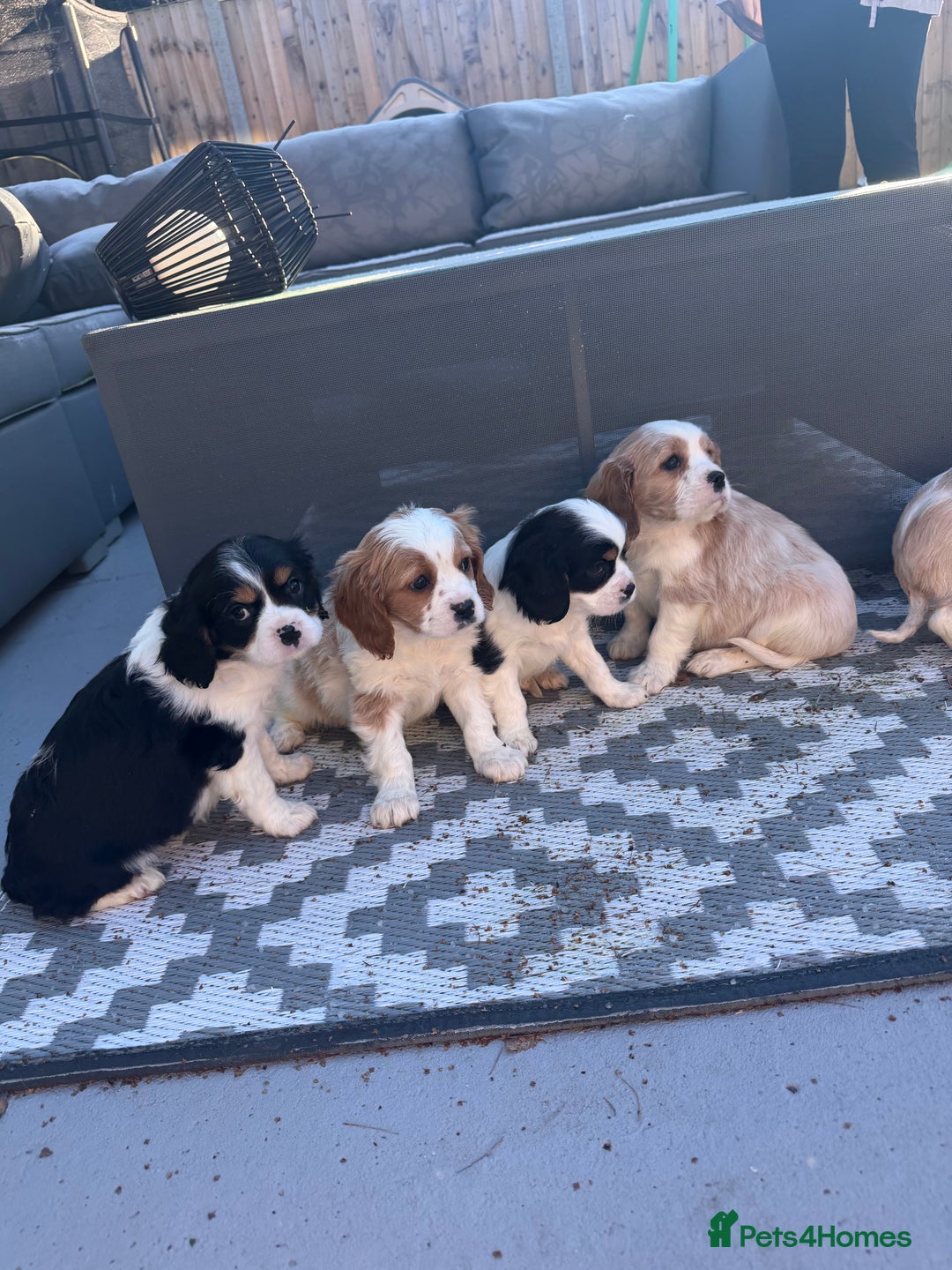 Cavalier King Charles Spaniel dogs for sale: 🐶King Charles Cavalier Puppies✨ STUNNING✨❤️🐶  - Advert 2