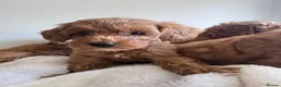 Cavapoo dogs for sale: Beautiful Cavapoo Puppies  - Advert 9