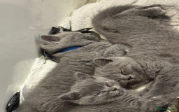 British Shorthair cats for sale: 4 Bsh kittens  - Image 9