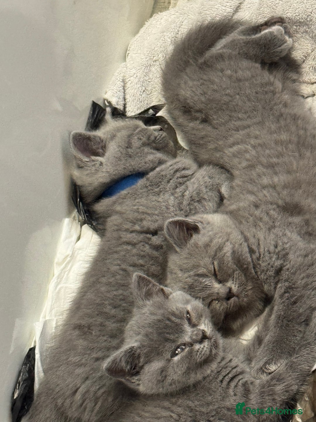 British Shorthair cats for sale: 4 Bsh kittens  - Image 9