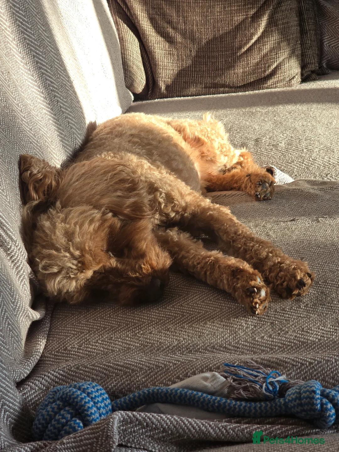 Toy Poodle dogs for stud: Toy poodle up for stud in Doncaster - Advert 2