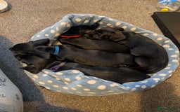Mixed Breed dogs for sale: Doxie-Dales ready now - Image 29