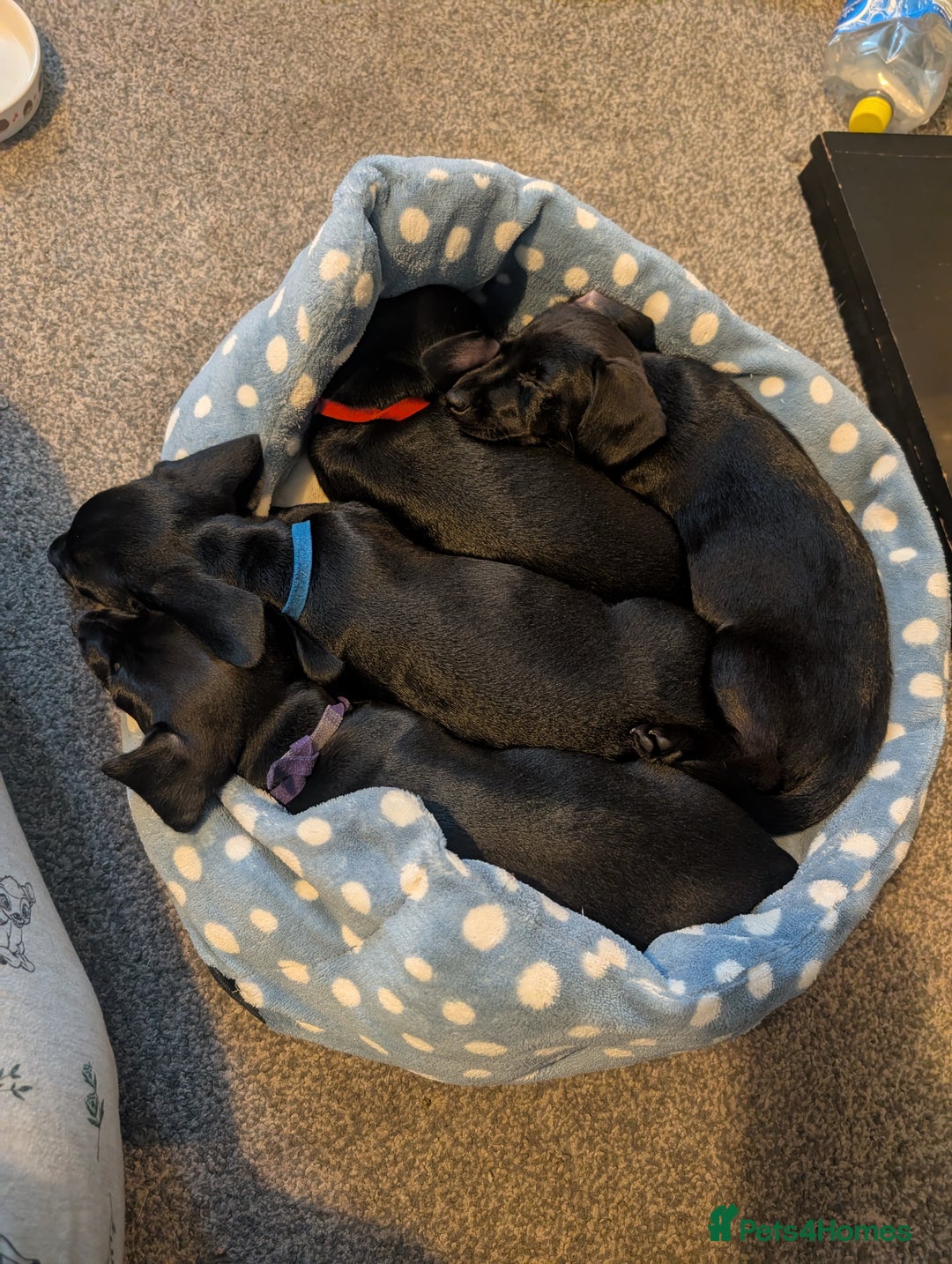 Mixed Breed dogs for sale: Doxie-Dales ready now - Image 29