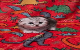 Scottish Fold cats for sale: Scottish Fold/Straight Kittens For Sale  - Image 10