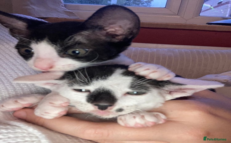 Cornish Rex cats - Advert 2