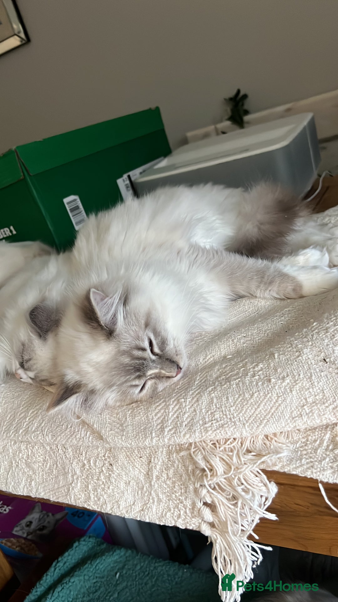 Ragdoll cats for sale: Blue Tortie Lynx kittens pure ragdolls - Advert 25