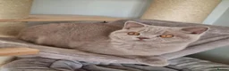 British Shorthair cats for sale: British Shorthair  in Newport - Advert 8