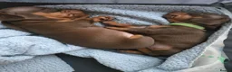 Miniature Dachshund dogs for sale: Miniature Dachshund pups for sale  - Advert 6