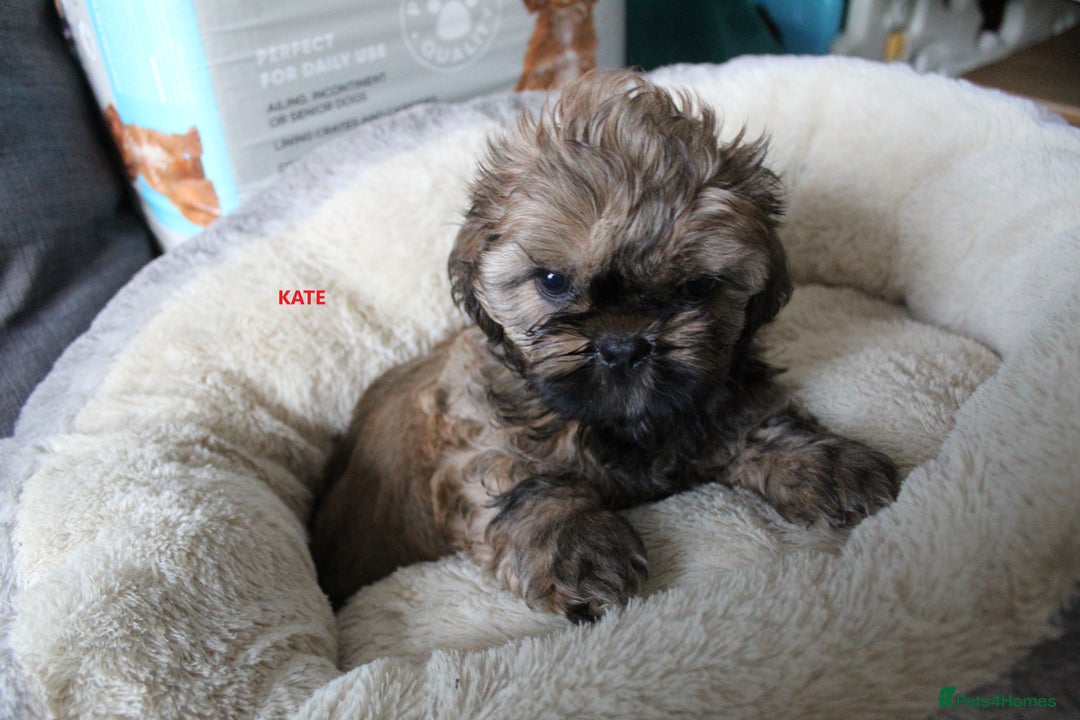 Shih Tzu dogs for sale: SHIH TZU PUPPY BOY LIVER GENE KC REG  - Image 7