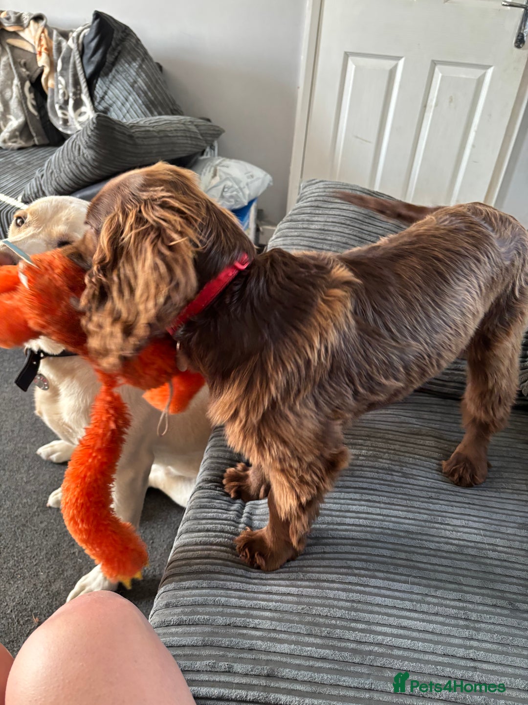 Cocker Spaniel dogs for sale: Chocolate cocker spaniel bitch  - Image 5