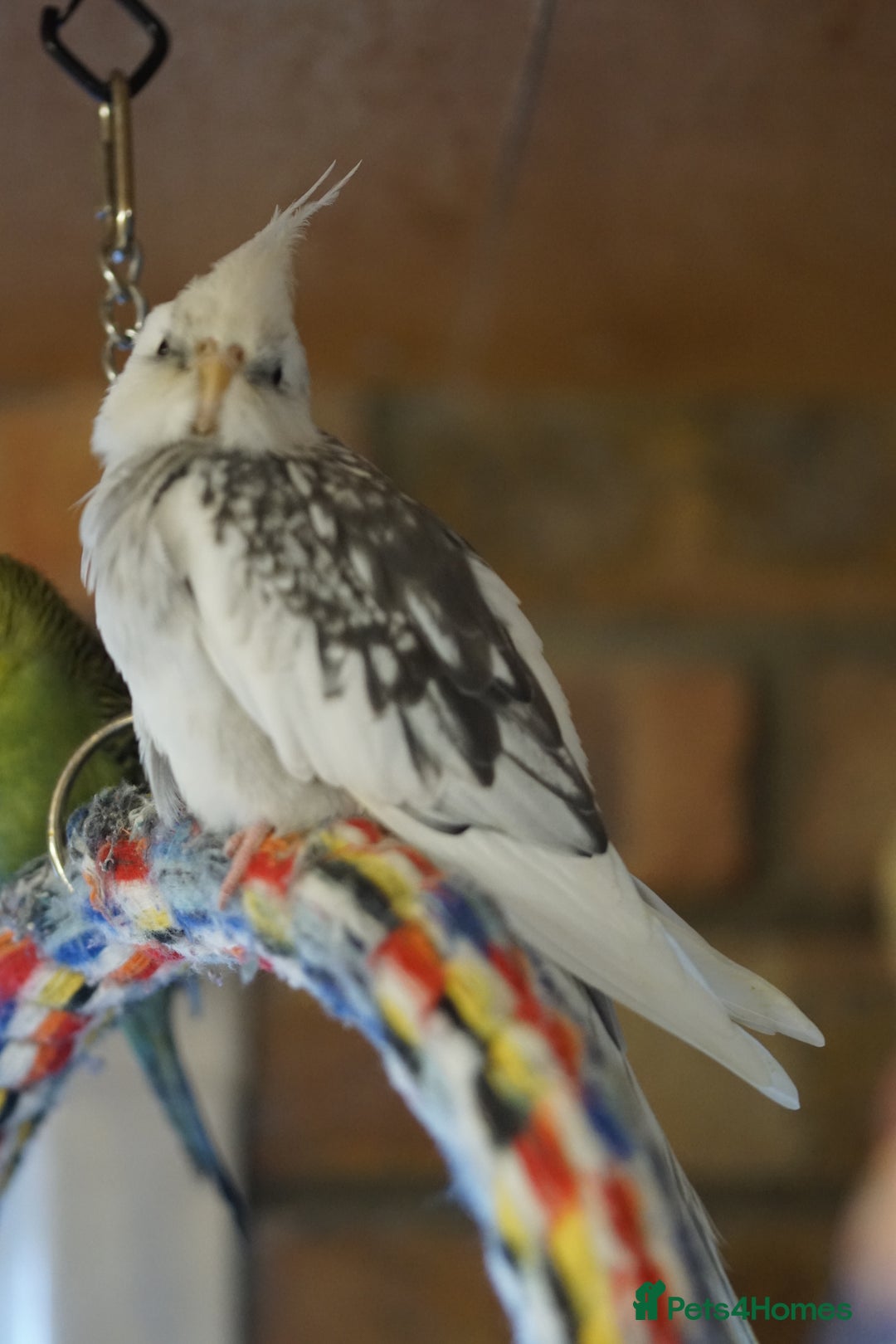 Cockatiels birds for sale: Cockatiels Mixed Genders  - Advert 3