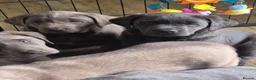 Labrador Retriever dogs for sale: 🤍 beautiful chunky silver/charcoal KC reg pups 🤍 - Advert 11
