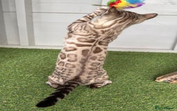 Bengal cats for sale: Stunning Mink Female Bengal TICA Reg - Image 3