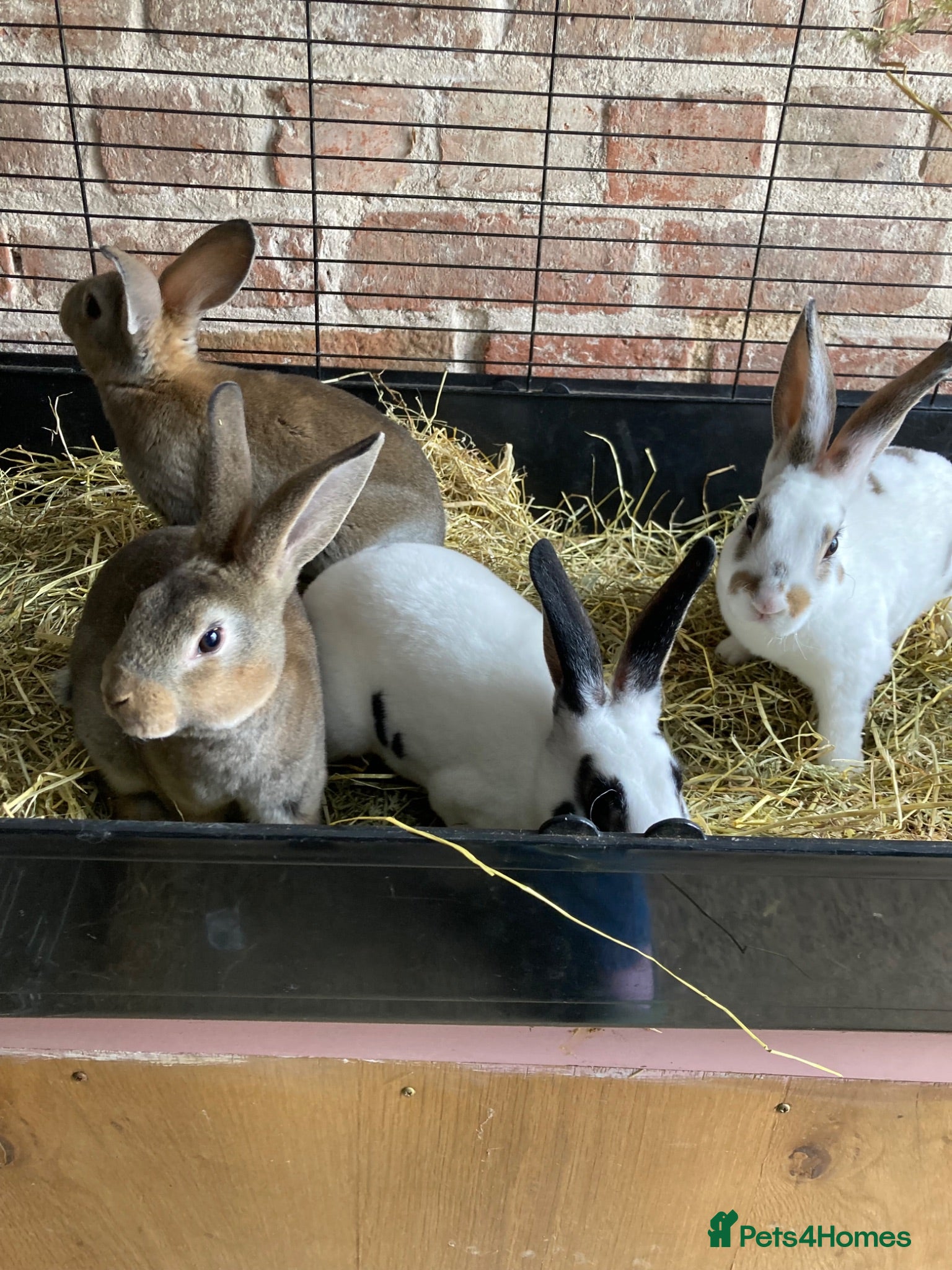 Rex rabbits Gorgeous Mini Rex Bucks (Ready Now) - Advert 1