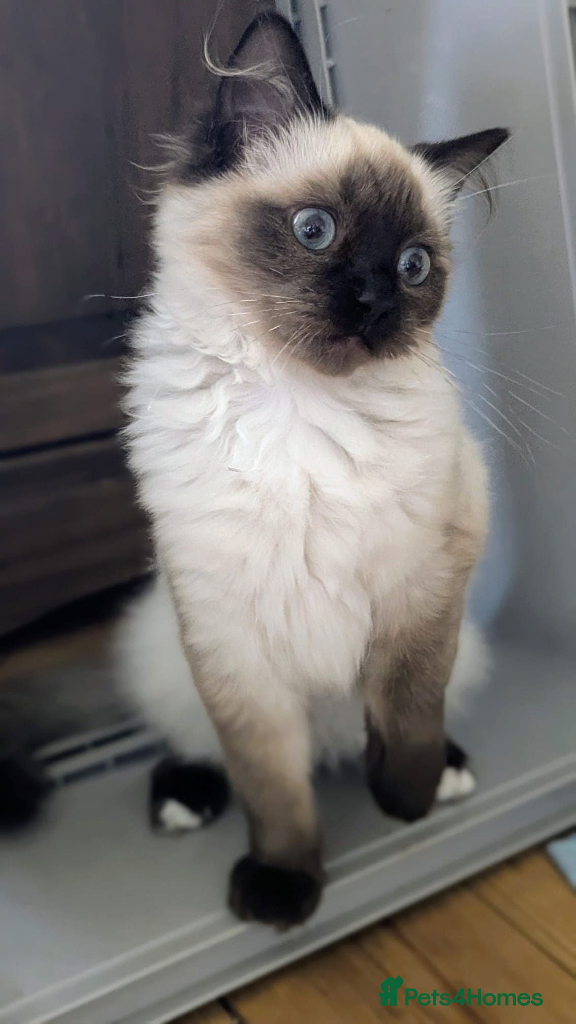 Ragdoll cats 💖💖Stunning seal mitted ragdoll💖💖 - Advert 13