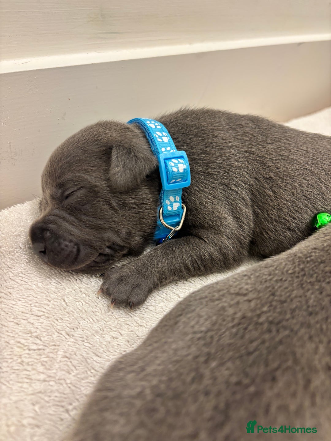 Staffordshire Bull Terrier dogs for sale: Beautiful Blue Stafford bullterriers - Image 11